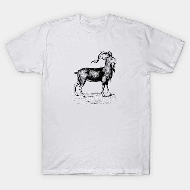 Ram Nature Drawing T-Shirt by KnuckleTonic